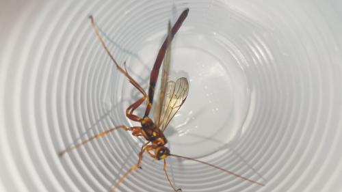 Megarhyssa sp.