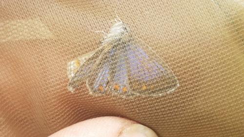 Réf. 205 494 : Polyommatus sp.
