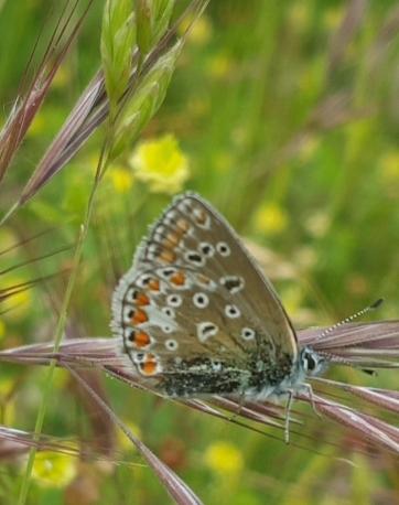 Réf. 205 495 : Polyommatus sp.