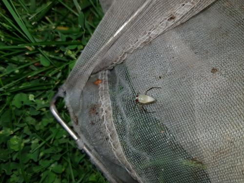 Notonecta sp.