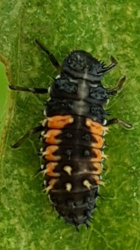 Harmonia axyridis