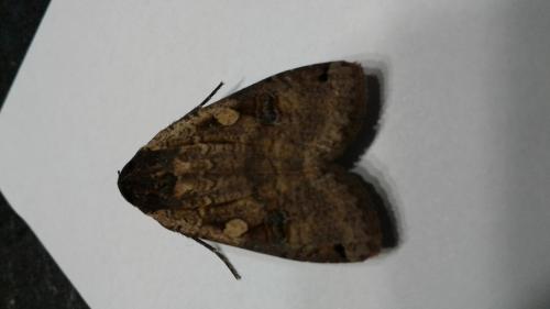 Noctua pronuba