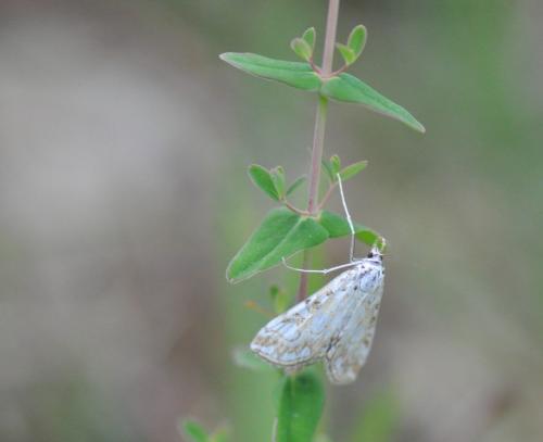 Réf. 205 559 : Elophila nymphaeata