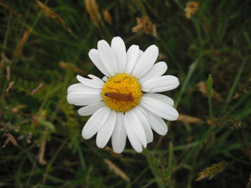 Oedemera podagrariae