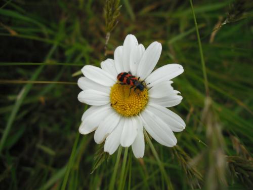 Réf. 205 983 : Trichodes alvearius