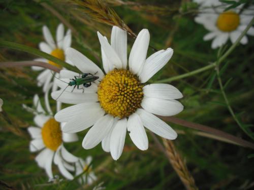Oedemera nobilis