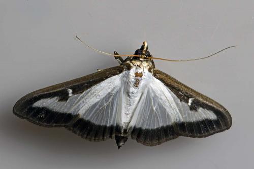 Réf. 205 041 : Cydalima perspectalis