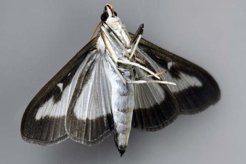Réf. 205 042 : Cydalima perspectalis