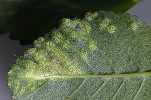 Tetraneura ulmi