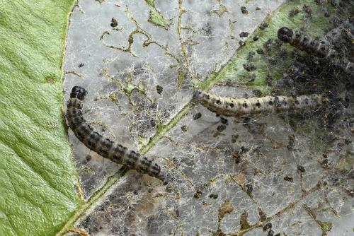 Réf. 205 476 : Yponomeuta malinellus