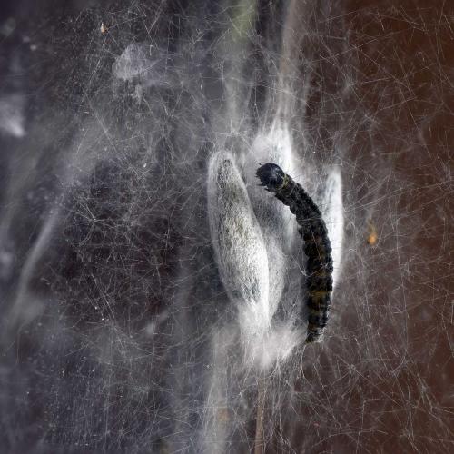 Réf. 205 827 : Yponomeuta malinellus