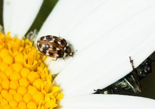 Anthrenus sp.