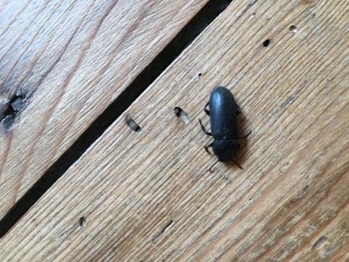 Tenebrio sp.