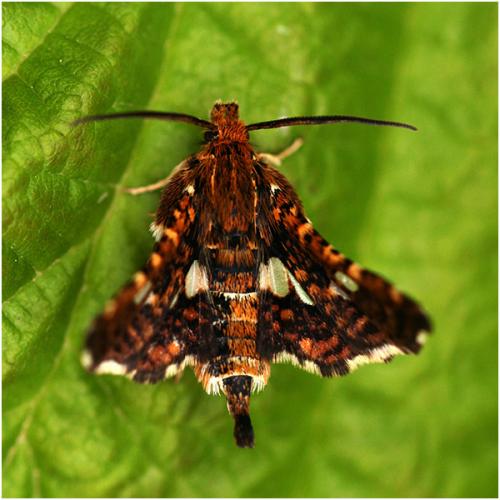 Réf. 205 902 : Thyris fenestrella