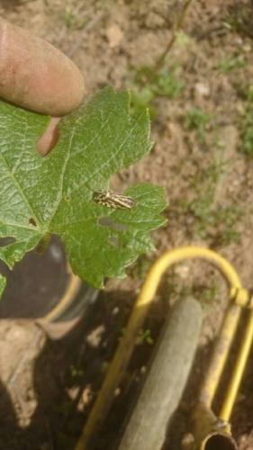 Acontia trabealis