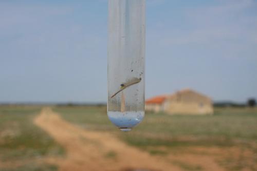 Branchipus schaefferi