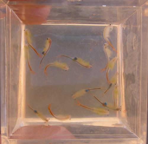 Réf. 205 777 : Branchipus schaefferi