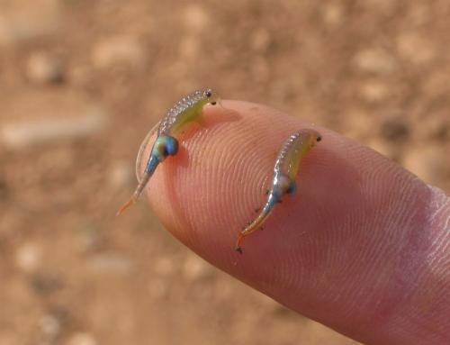 Branchipus schaefferi