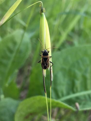 Réf. 205 008 : Xanthochilus saturnius