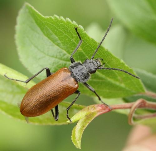Omophlus lepturoides