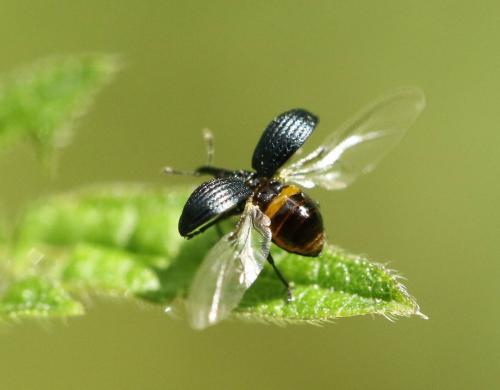 Holotrichapion pisi