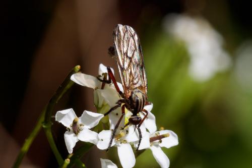 Empis variegata