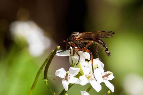 Réf. 205 018 : Empis variegata
