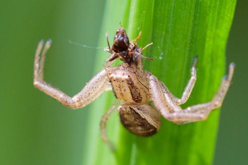 Réf. 205 019 : Xysticus ulmi