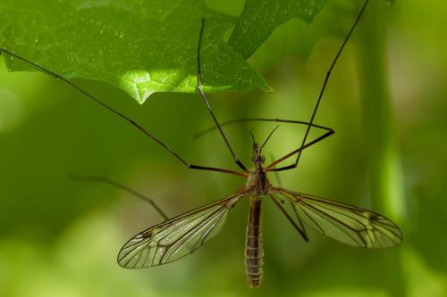 Tipula vernalis