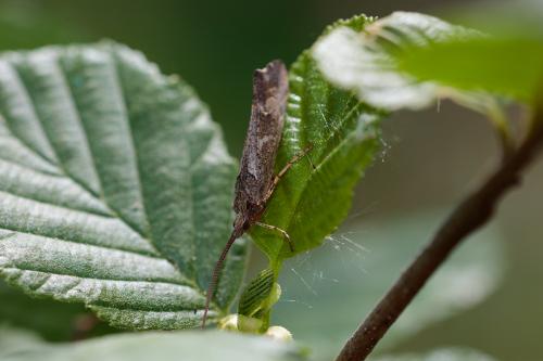 Glyphotaelius pellucidus
