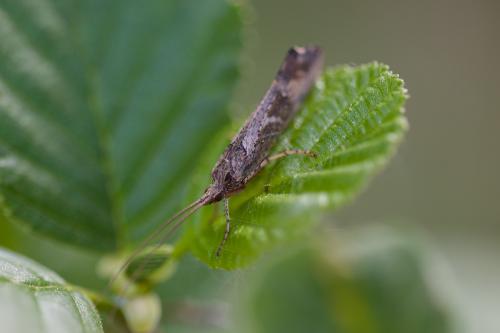 Glyphotaelius pellucidus