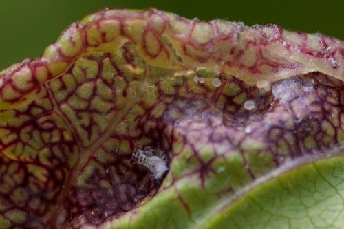 Psyllopsis (fraxini)