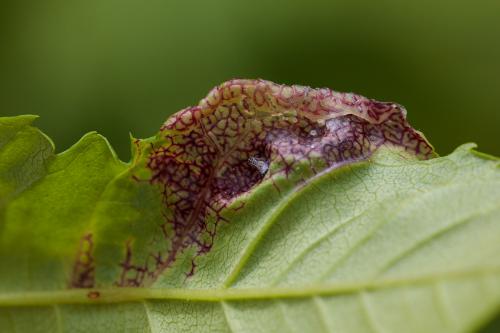Psyllopsis (fraxini)
