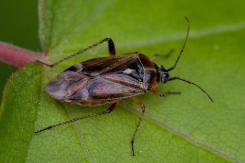 Réf. 205 158 : Harpocera thoracica