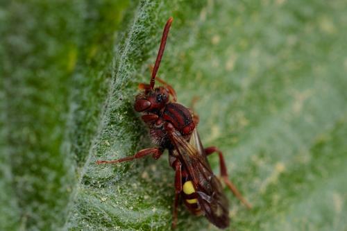 Nomada sp.