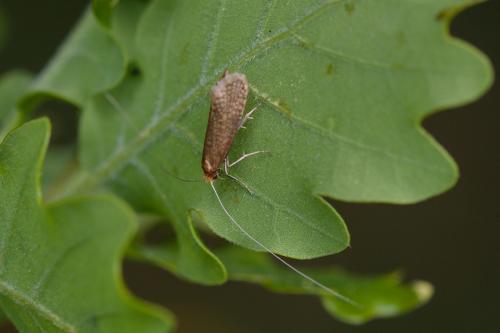 Réf. 205 165 : Nematopogon sp.