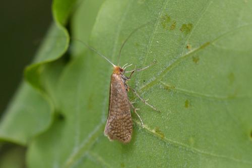 Nematopogon sp.