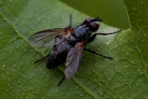 Stevenia sp.