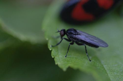 Hilara sp.