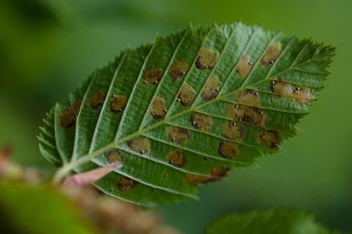 Réf. 205 267 : Incurvaria pectinea