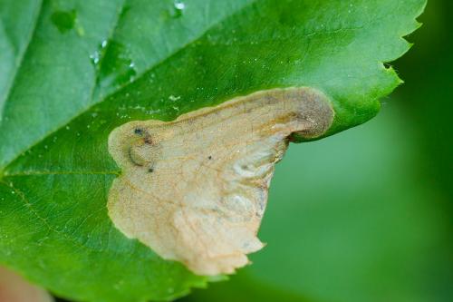 Parna apicalis