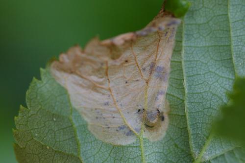 Parna apicalis