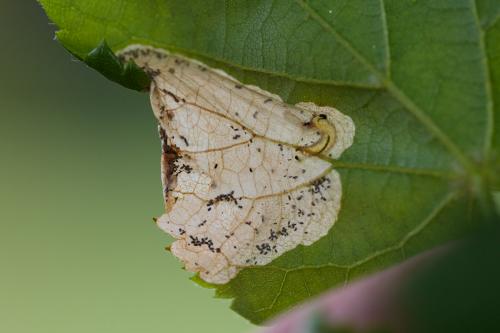 Parna apicalis