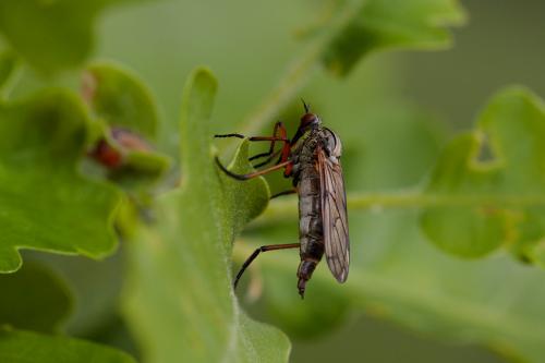 Réf. 205 532 : Empis variegata