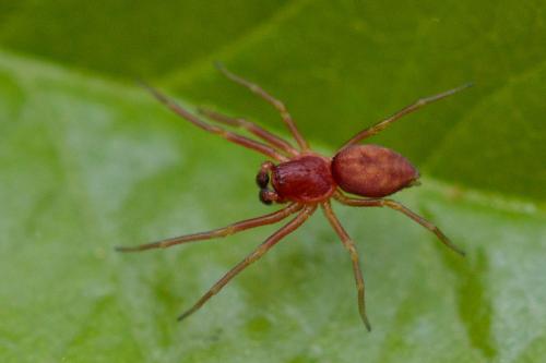 Réf. 205 804 : Nigma sp.