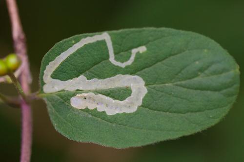 Aulagromyza sp.