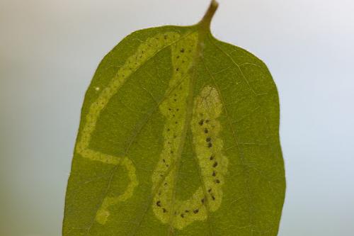 Aulagromyza sp.