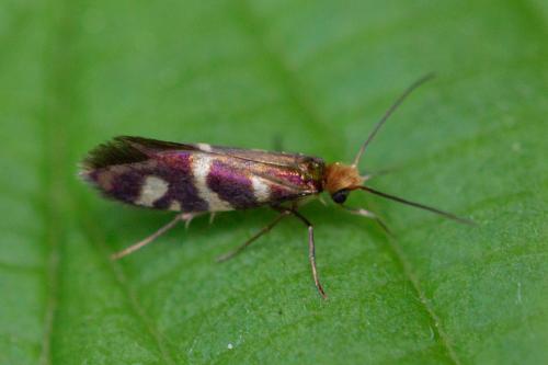 Micropterix schaefferi