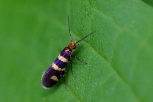 Réf. 205 745 : Micropterix allionella