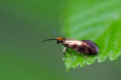 Micropterix tunbergella